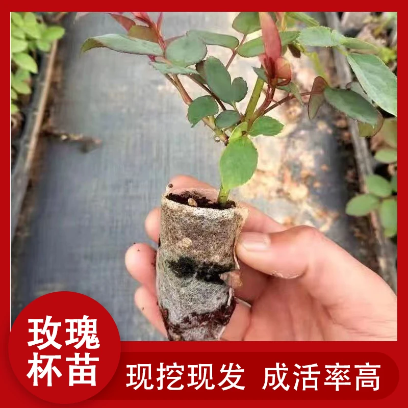云南基地直大花朵扦切办公室玫瑰花代小杯产地花园花园