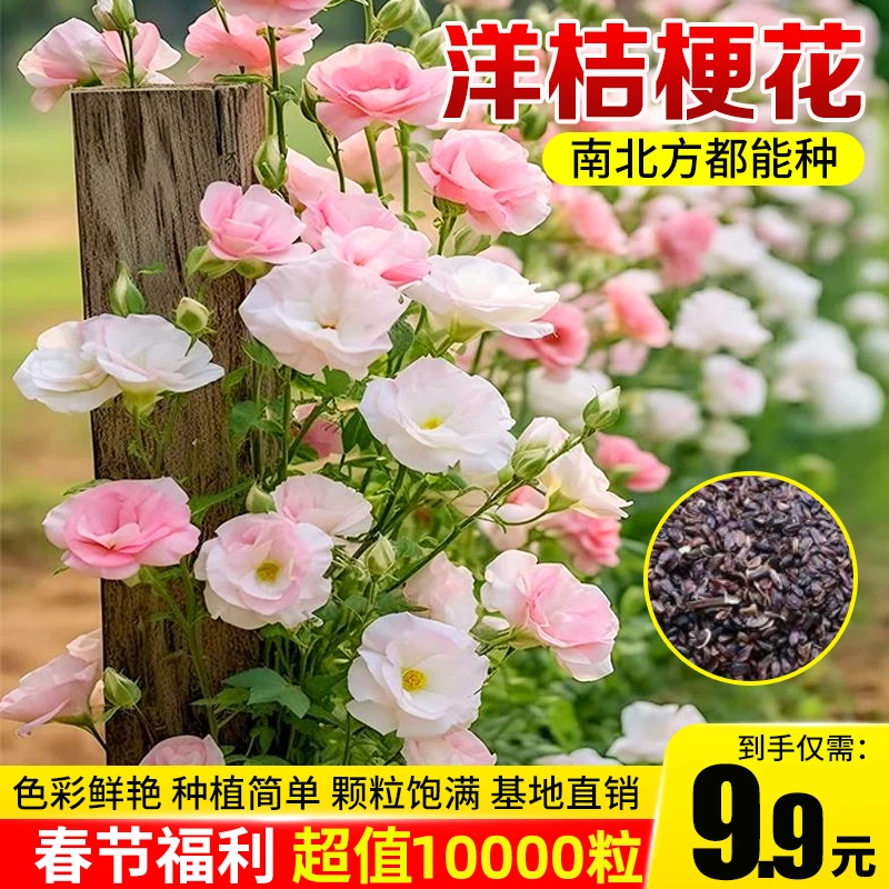 【抢！9.9元10000粒】洋桔梗花四季易活播种盆栽地栽南北方种植浇