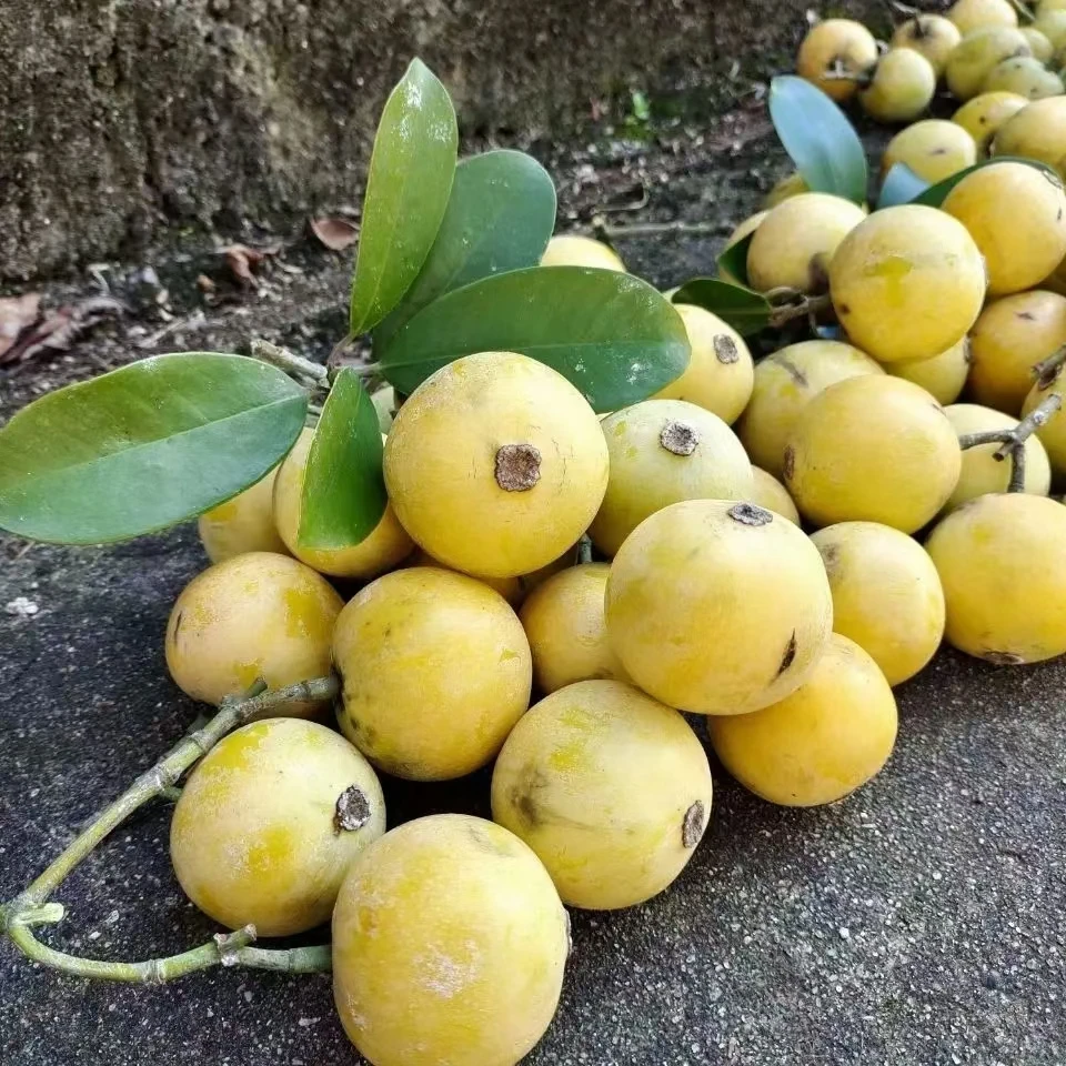 野生竹桔山枇杷酸筒子