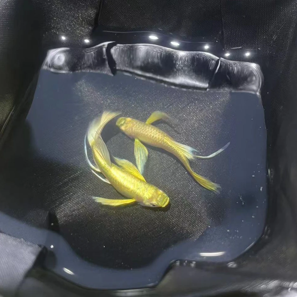 进口原线黄金满鳞缎带体孔雀鱼种鱼（水中小金条）