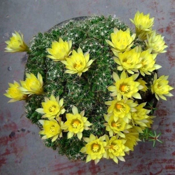 仙人球爱开花金星