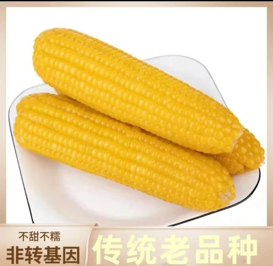 老式黄玉米四川达州农家自种新鲜现掰现发不甜不糯
