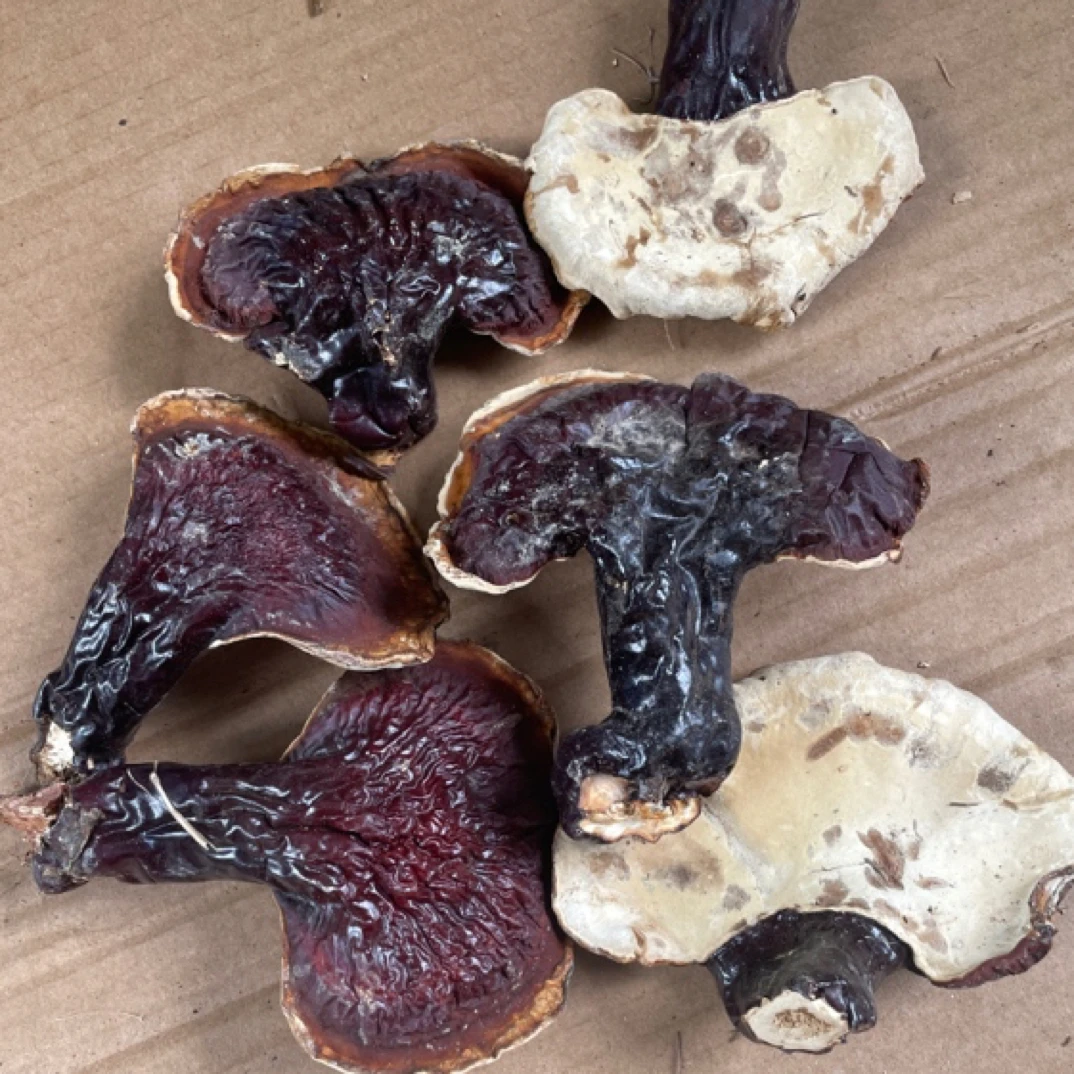 山货松杉白芯白肉虎掌灵芝