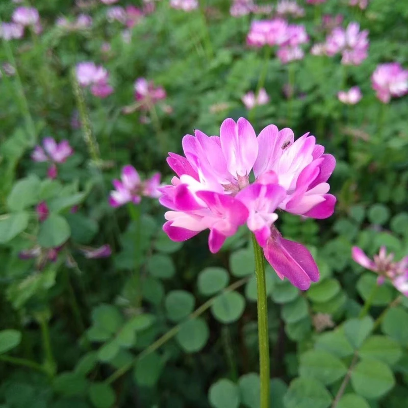 紫云英种子红花草籽食用野菜养蜂蜜源绿肥牧草高产种籽观赏花种子