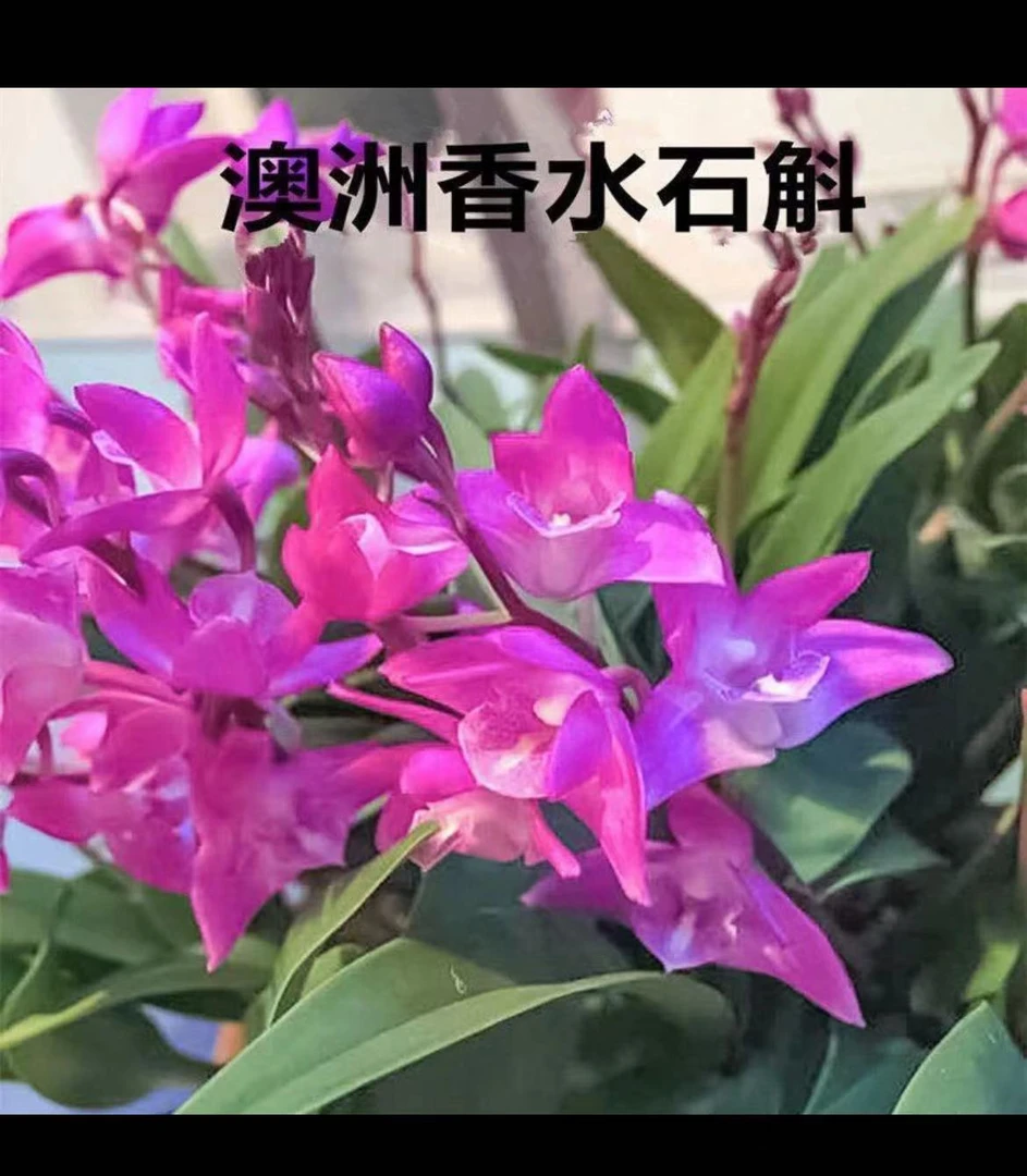 澳洲香水【红色】石斛兰花盆栽开花浓香新手好养花期长爆苗大盆栽