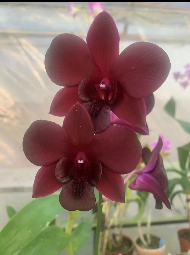 【泰/秋/黑猫】花后苗 暗红色高级绒质触感 带花发货