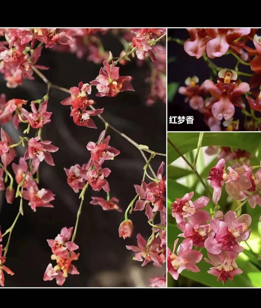 粉丝福利【红色5-6支短花剑】 梦香兰2.8寸盆栽开花奶油香花期长