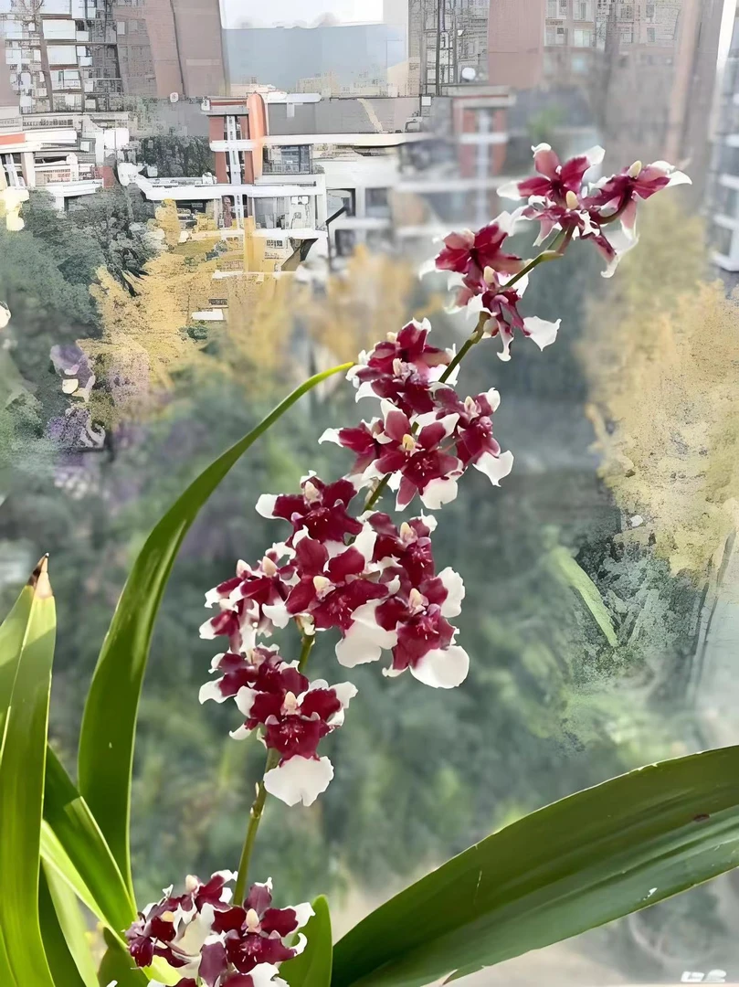 【巧克力】1花剑文心兰盆栽开花精致可爱牛奶巧克力浓香花期长