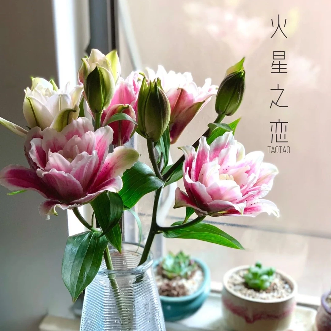 【云南鲜花】精品火星之恋重瓣香水百合乡镇零下冻坏 拒收 不售后