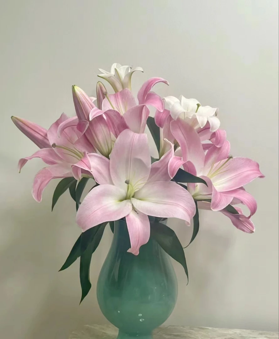 (花好月圆)AA级星光单瓣香水百合云南鲜花家用多头