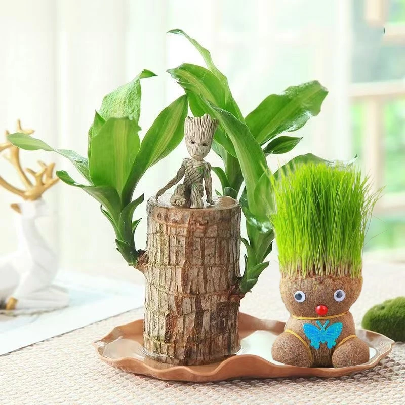 【超级香】巴西木水培植物幸运木桌面绿植盆栽水养办公桌面室内迷你