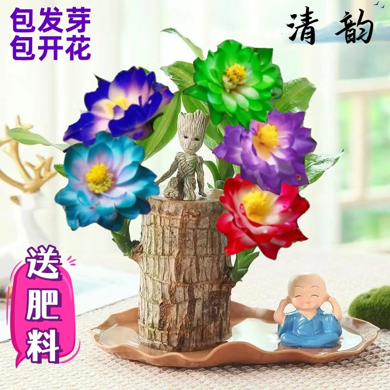 巴西木幸运木开花水培植物室内水养绿植盆栽格鲁特小树人四季礼物