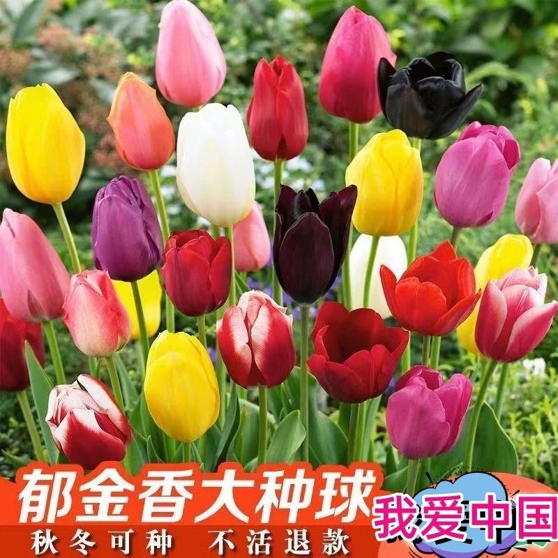 【进口品质】郁金香大球水培盆栽耐寒阳台季种植开花四季多年生中国