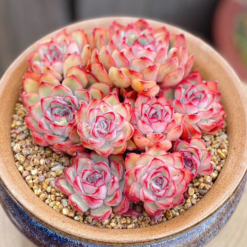 多肉植物 荷花大群生 满18包邮 默认脱土发货033