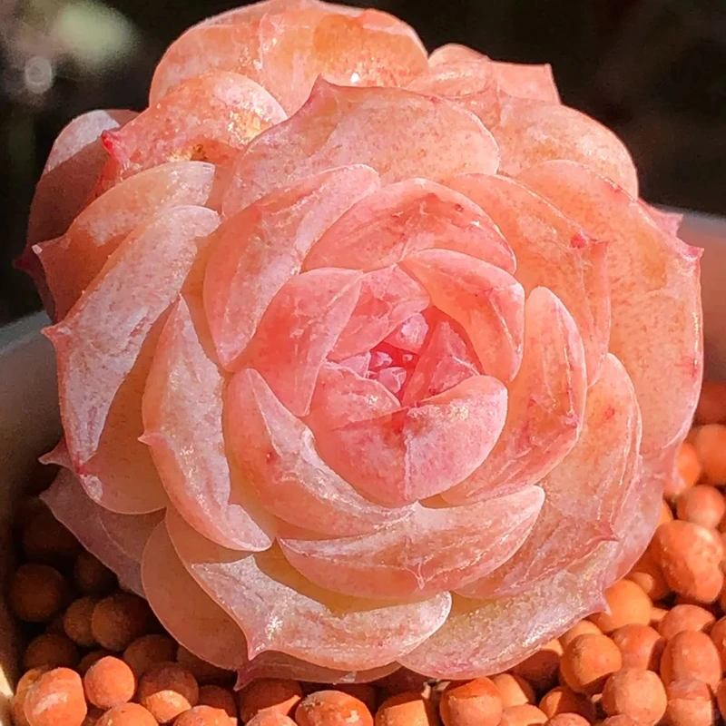 多肉植物 红心纯爱单头 满18包邮 默认脱土发货068