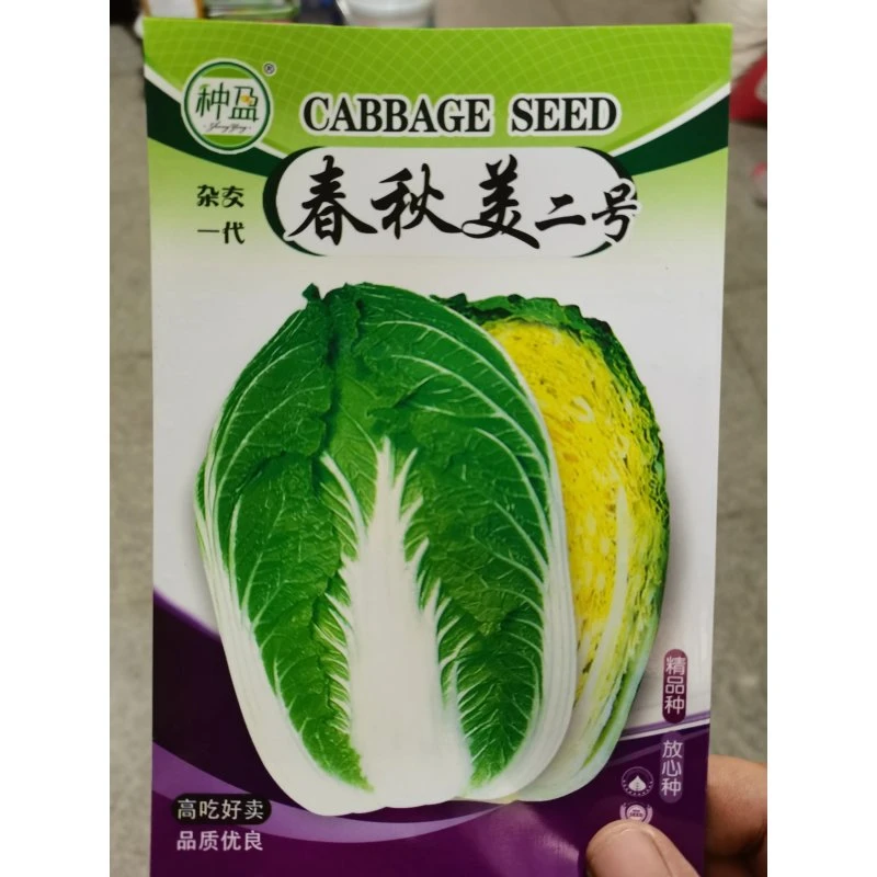 春秋美二号白菜种子