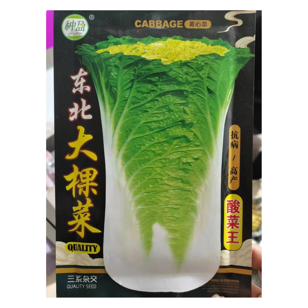 东北大棵菜白菜黄心白帮菜