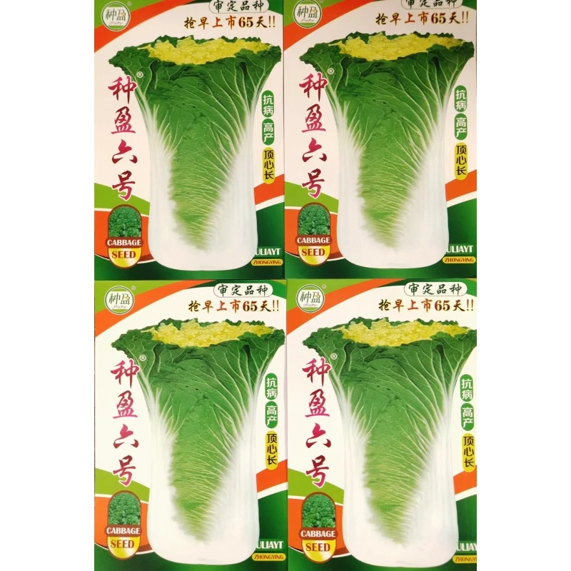 种盈六号 白菜种子 秋季白菜