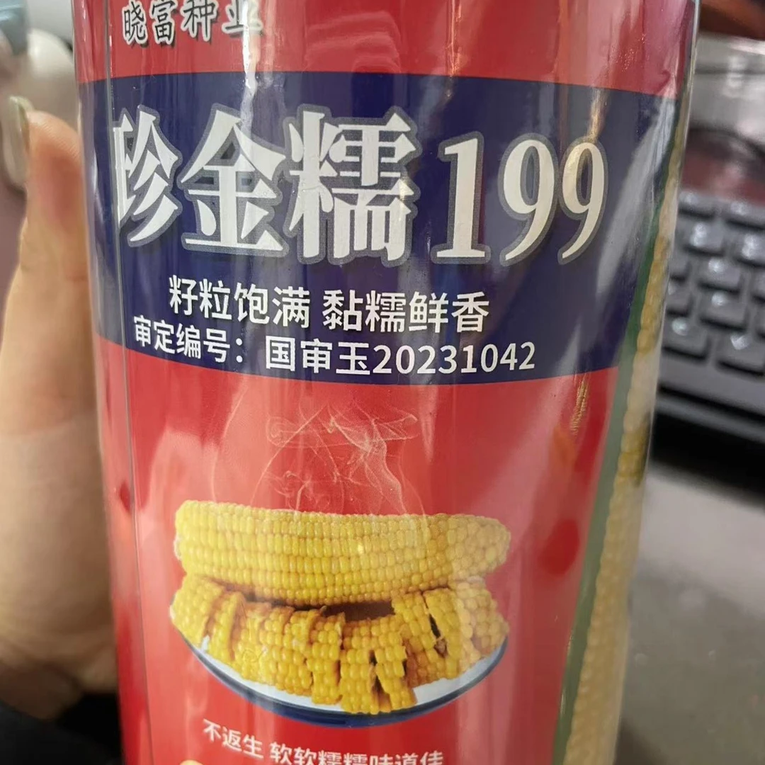 珍金糯199黄玉米种子