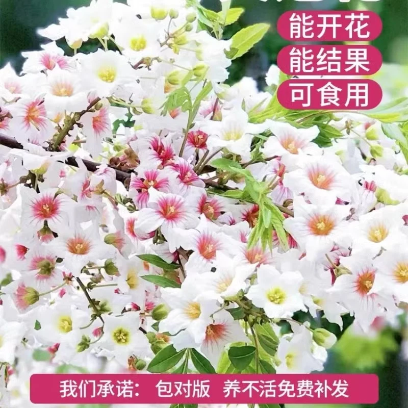 文冠花状元花树苗新品花卉苗清香浓香型状元花室内外阳台庭院盆景