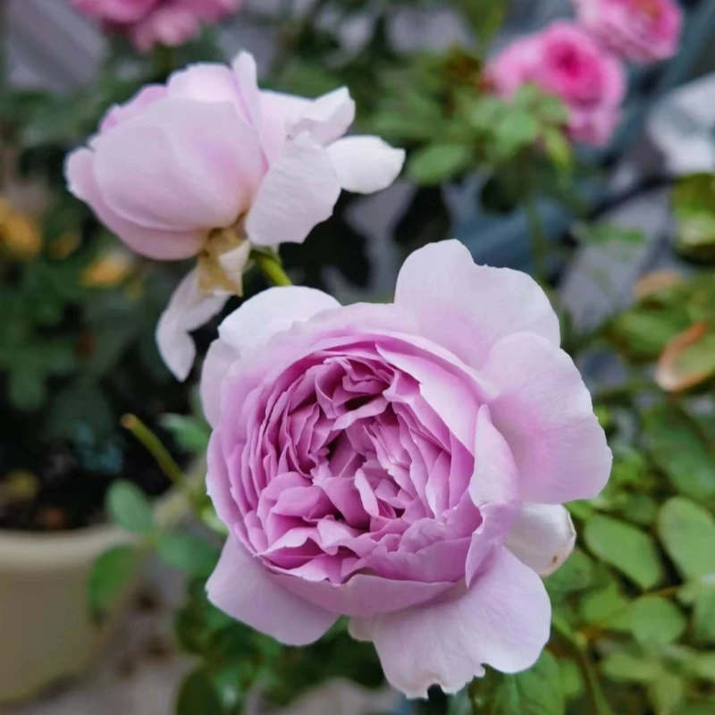 【丽拉】蓝紫色大花浓香月季抗病好养新手勤花日系阳台花卉四家开花