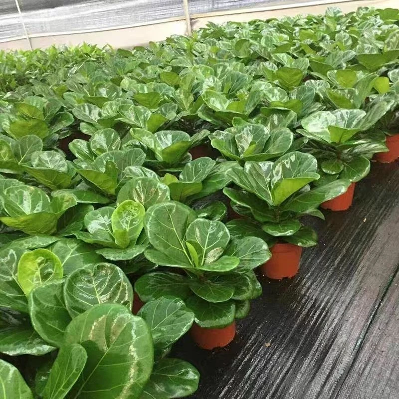琴叶榕盆栽------室内大叶植物客厅办公室北欧花卉四季吸甲醛