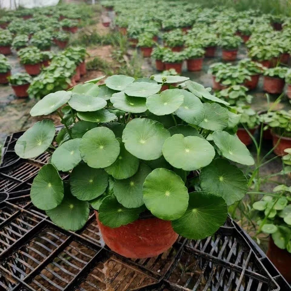 铜钱草------盆栽金钱草水培植物办公室吸甲醛净化空气桌面水养