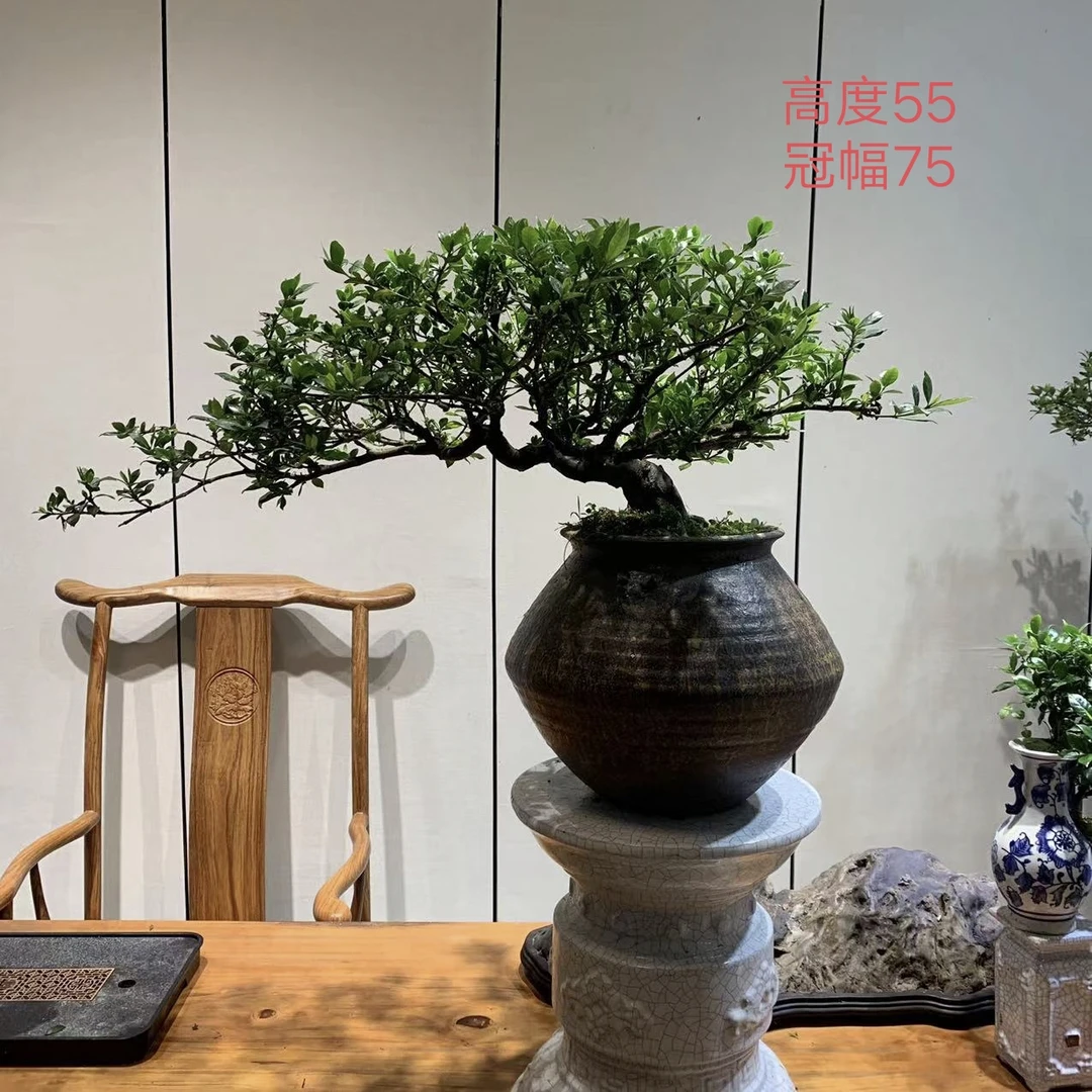 中型飘枝揽叶栀子花