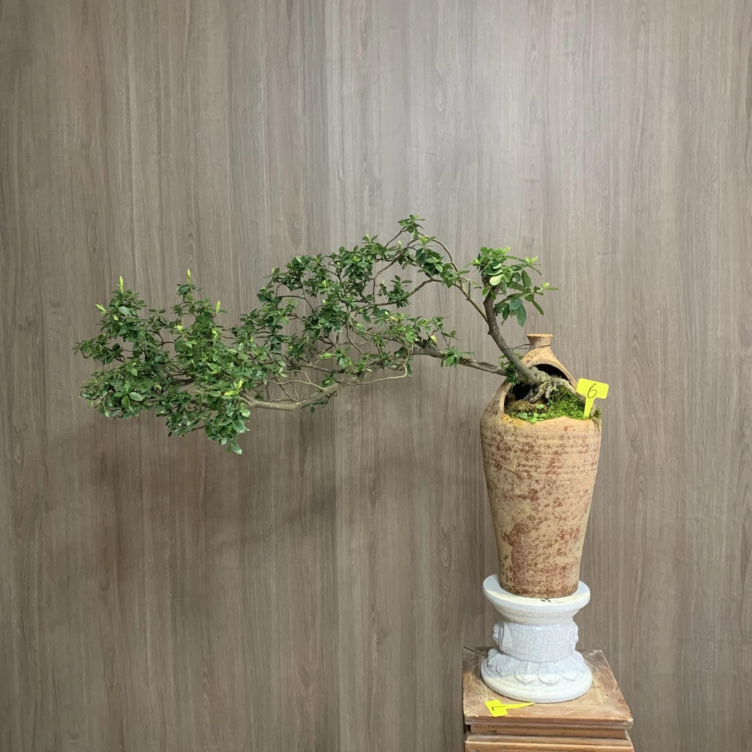 中规格飘枝海岛栀子花海岛栀子花