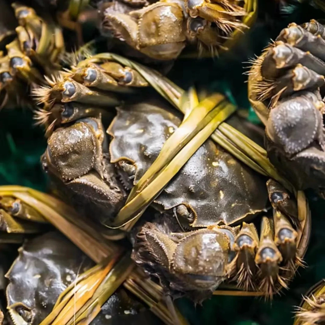 鲜活大闸蟹2两母蟹6只-10只