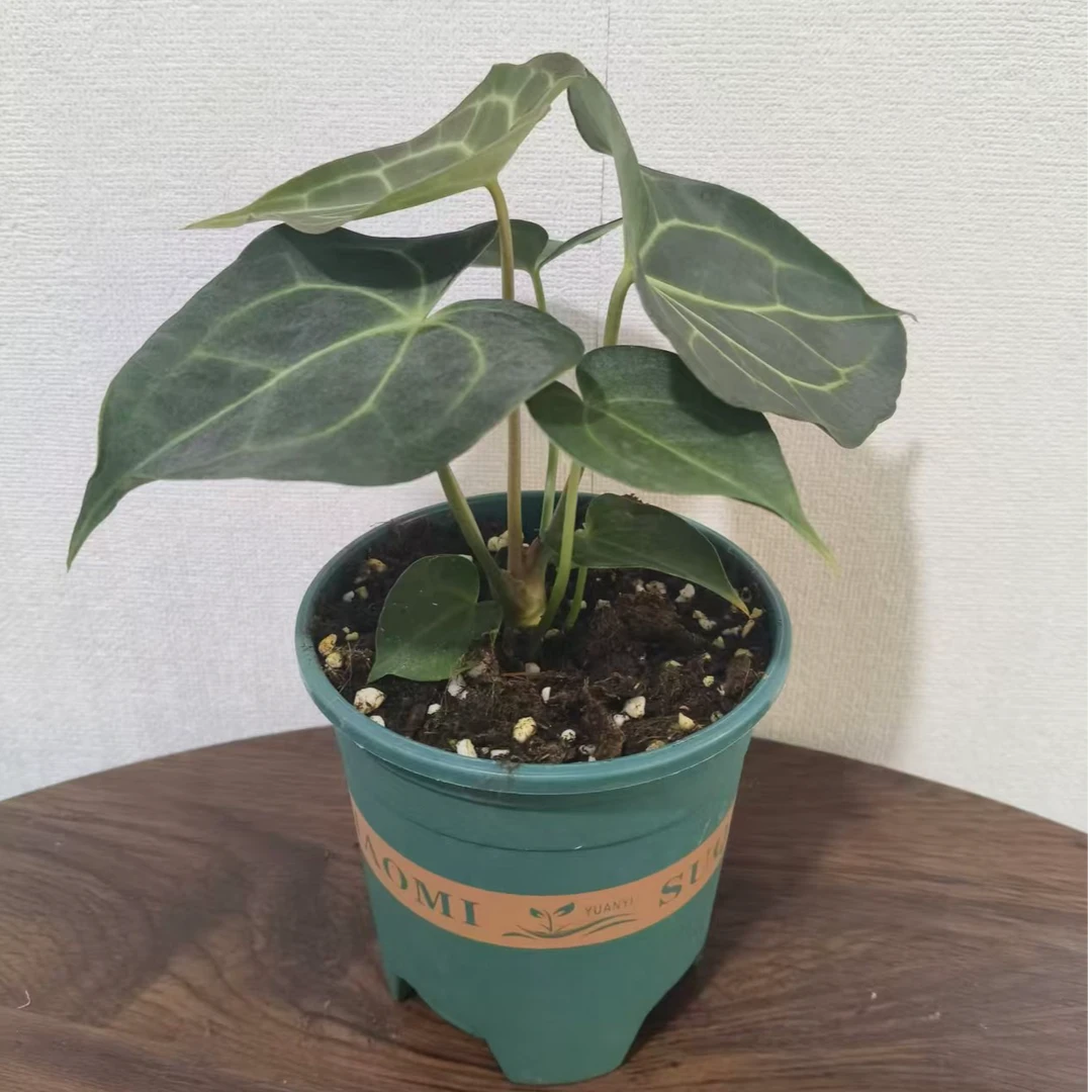 克莱恩花烛室内盆栽绿植