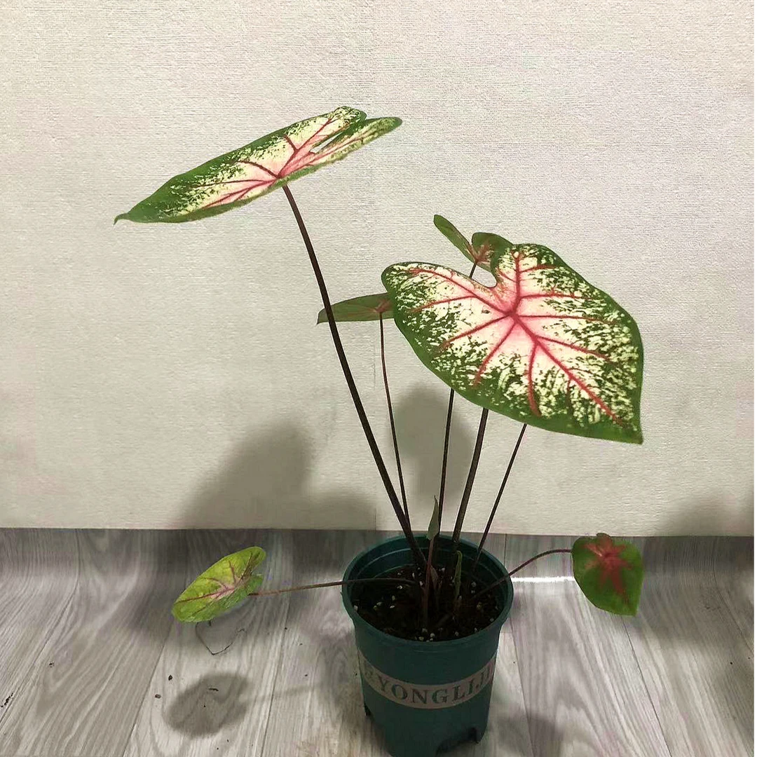 彩叶芋苹果花绿植盆栽观叶好养