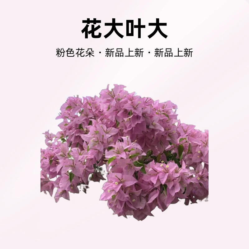 新加坡大宫粉三角梅-花大叶大开花劳模