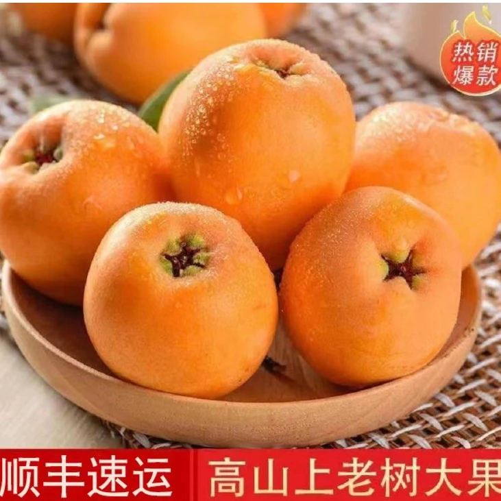 【大果单果50g+】顺丰速运果园现摘现发新鲜枇杷果水果3/5/10/斤
