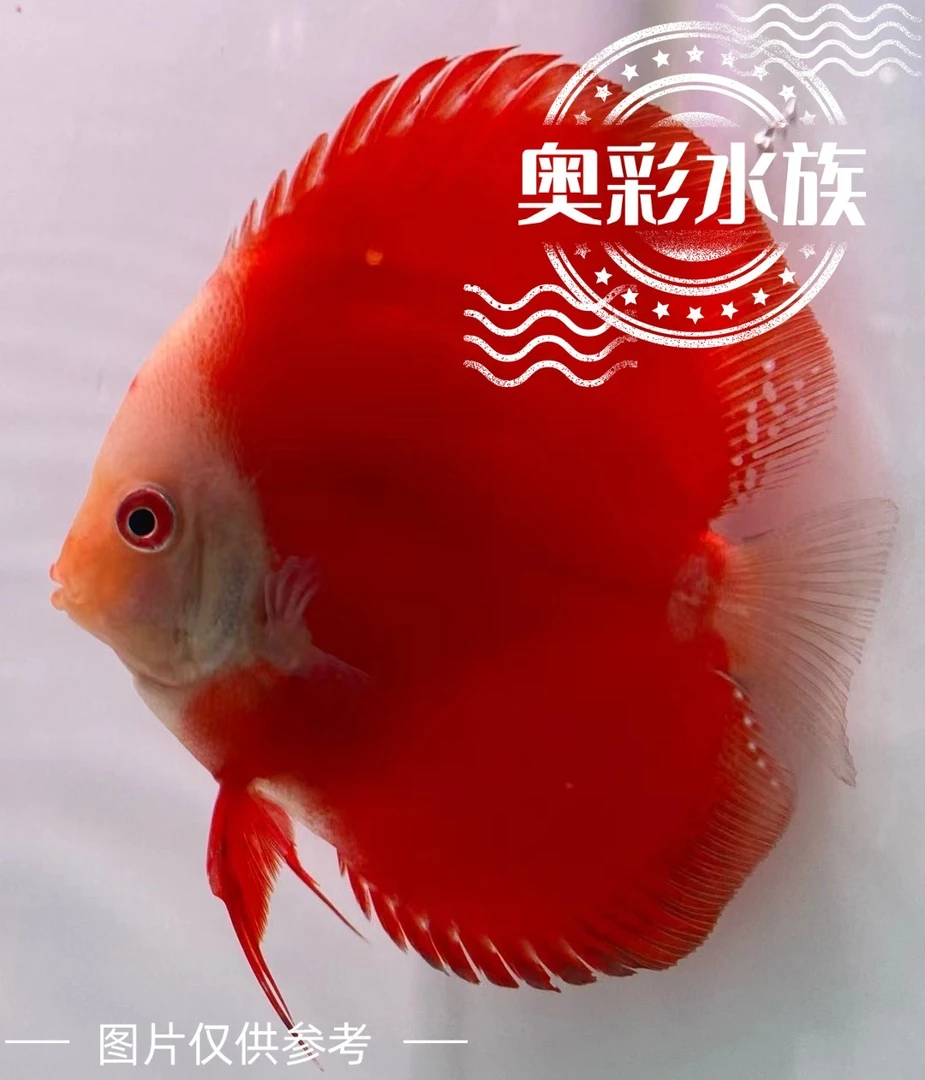 七彩神仙鱼 快递（9cm以下）满150顺丰包邮发货水族养殖饲养