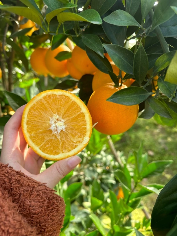 江西正宗赣南脐橙新鲜现发孕妇水果甜橙子产地直送