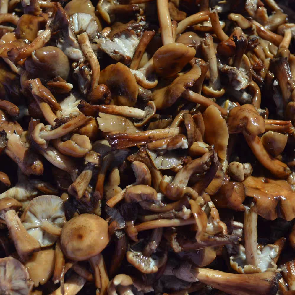 东北大勇粉丝专属榛蘑新鲜焯水加盐