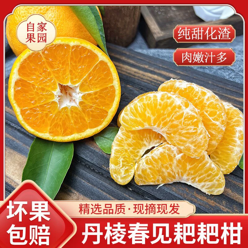 【新人开播福利】四川正宗春见耙耙柑皮薄多汁现摘现发顺丰京东包邮