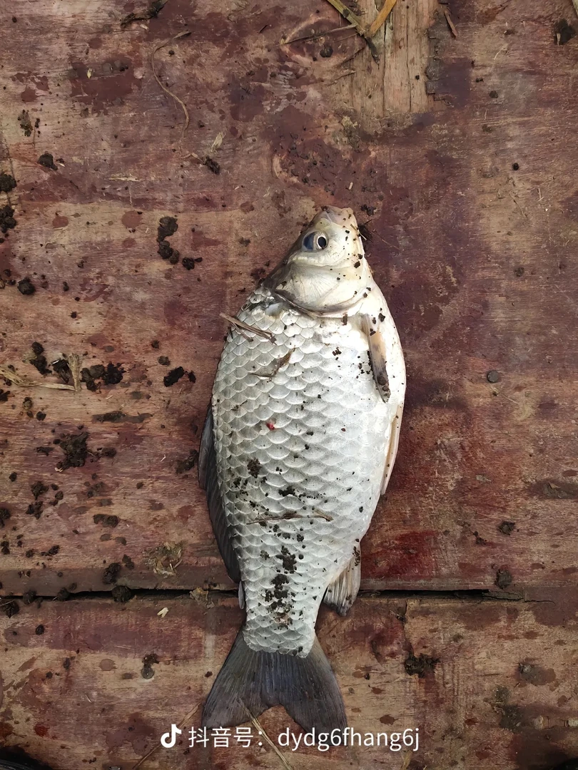 水族活体鱼1111111111