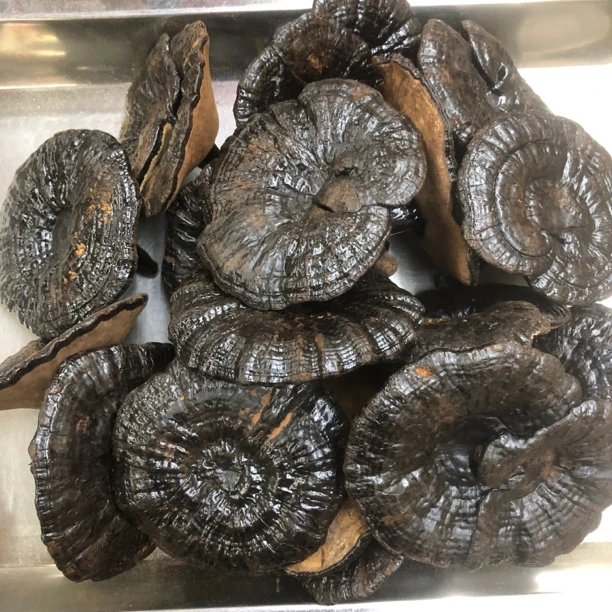 精选东北黑ling灵芝 煲汤煮水胶