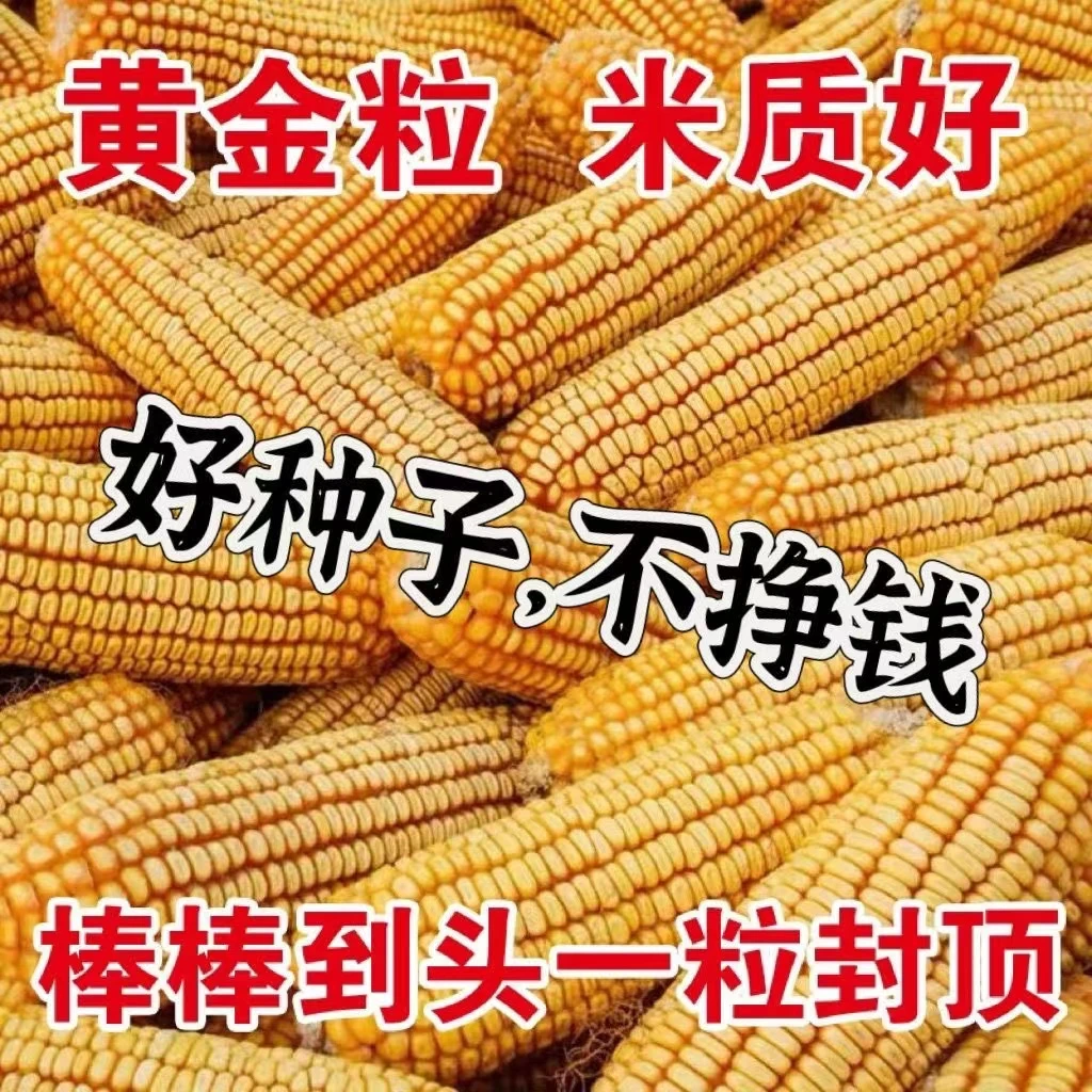 高产量玉米种子矮杆抗倒伏抗病抗旱豫禾868品种不挑地块种植