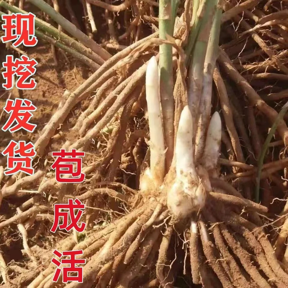 四季芦笋苗耐寒耐热盆栽景观种植高产可食用绿色蔬菜芦笋苗包成活