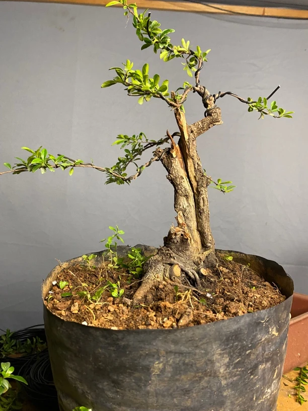 云南铁马鞭盆景素材