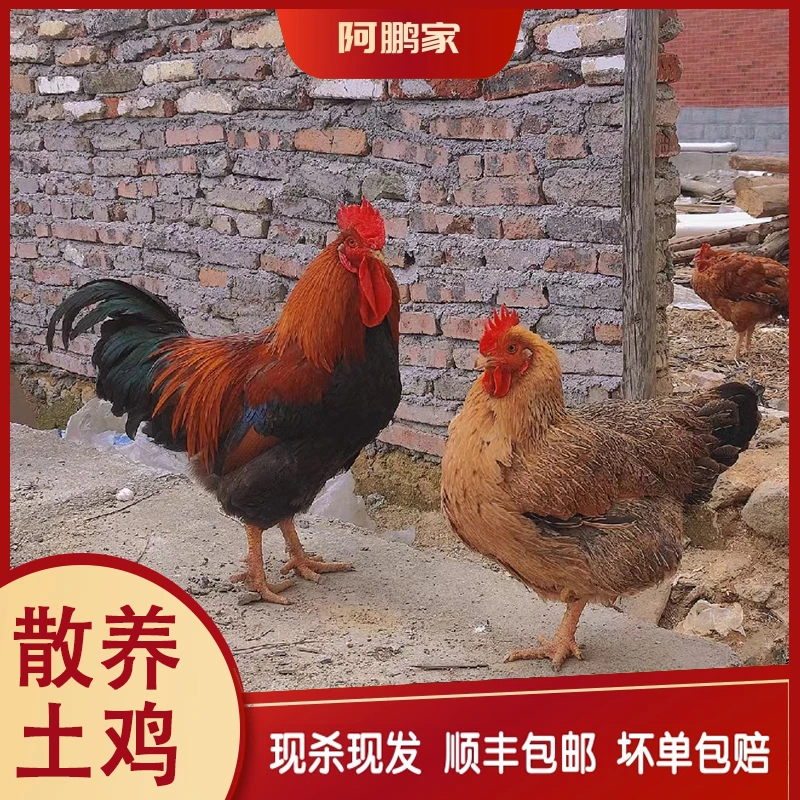 （夫妻档）苏北散养黑脚老母鸡+土公鸡组合净重5-6斤新鲜现杀