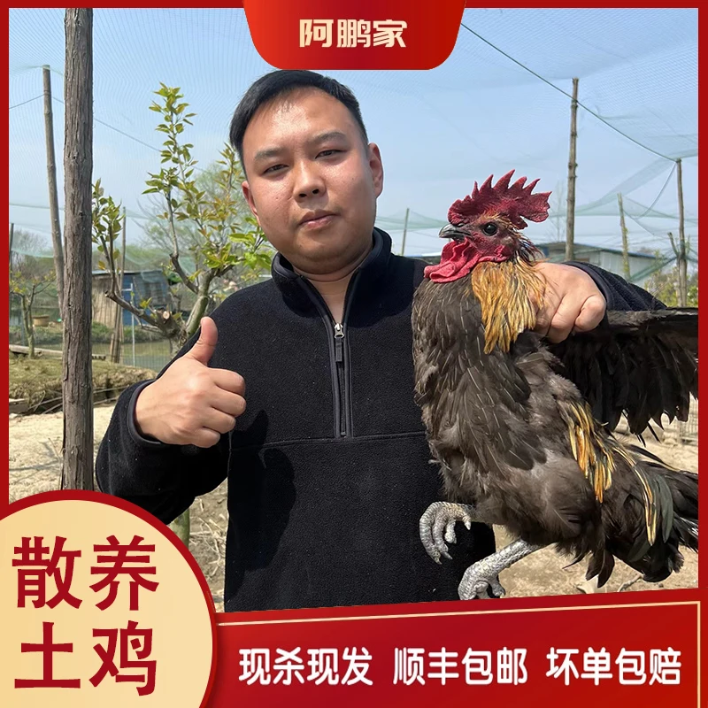 （三只鸡特惠）苏北散养黑脚土公鸡*1+土老母鸡*2