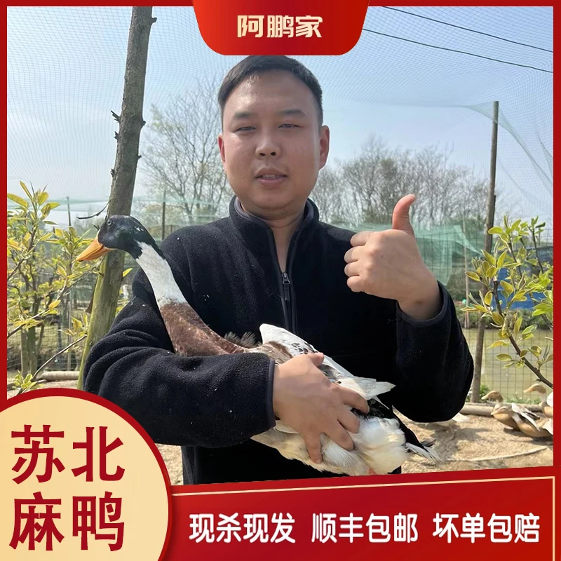 【当天现宰现杀】农家散养土鸭200天青年鸭 现杀净重5-6斤 顺丰包邮
