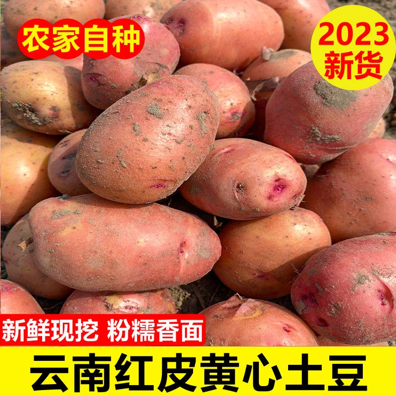 云南新鲜现挖红皮黄心土豆1-9斤小土豆洋芋马铃薯农家自种蔬菜
