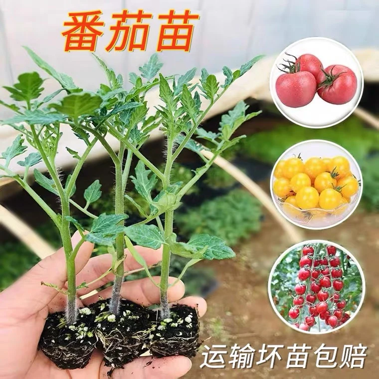 精品番茄西红柿秧苗成活包赔基地根系
