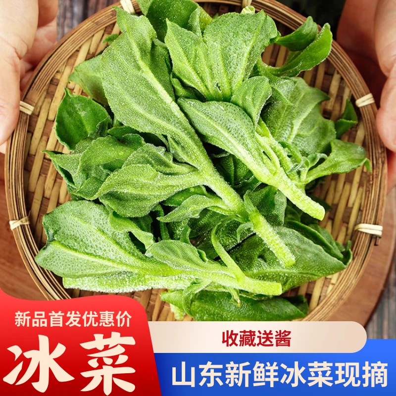 良瑞/冰菜【精品】冰草沙拉菜新鲜蔬菜1斤2斤3斤5斤现摘