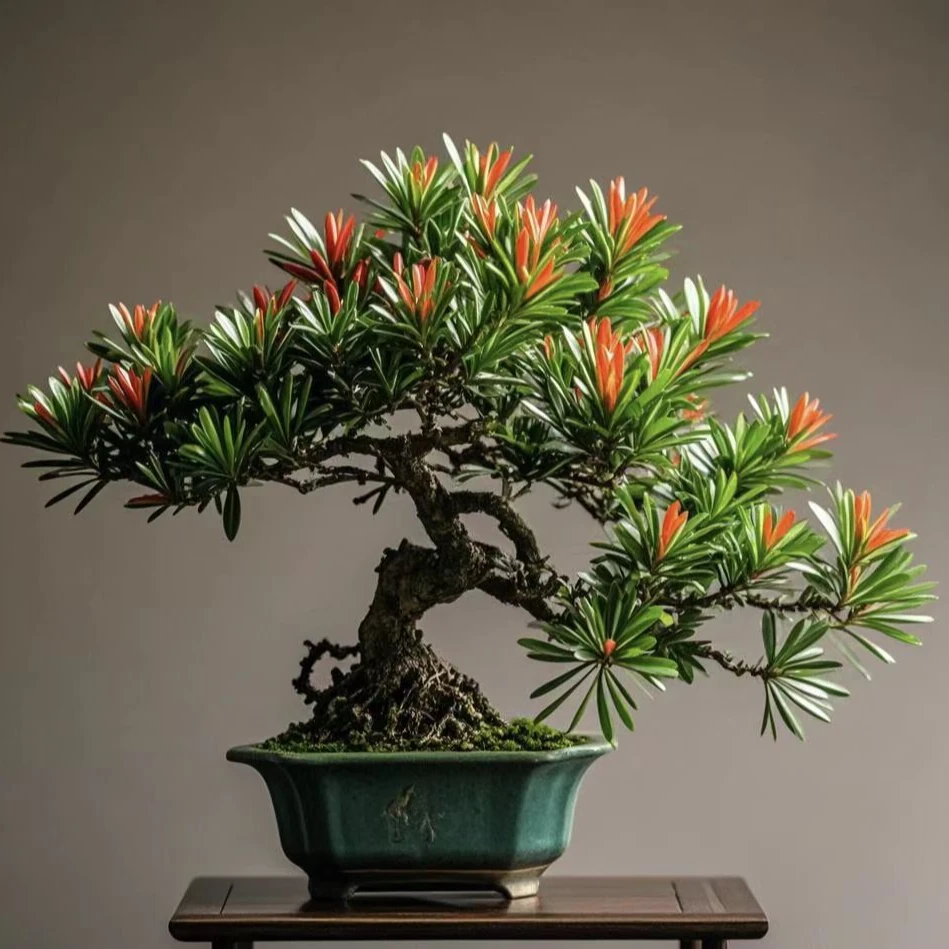 高端罗汉松造型盆景改价链接